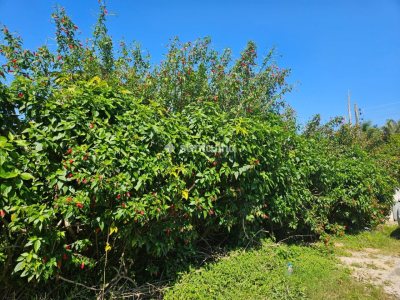 Terreno à venda com 485m² no bairro Campeche em Florianópolis - Foto 9