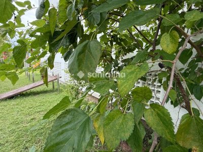 Apartamento à venda com 87m², 3 quartos, 1 suíte, 2 vagas no bairro Campeche em Florianópolis - Foto 22