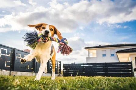 Animais em condomínio: o que diz a lei?